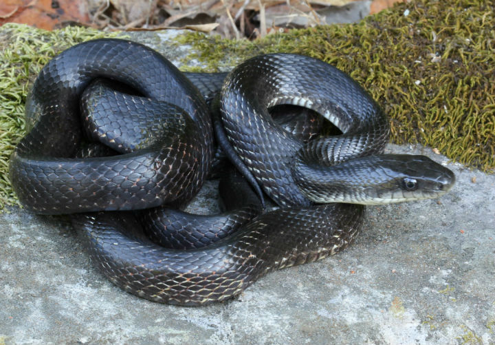 Black Rat Snake